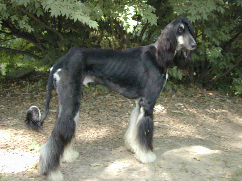 Afghan Hound Just Another Dog Website